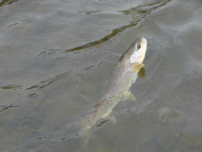 Abernant trout